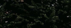 Preview wallpaper spruce, needles, branches, tree, green