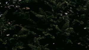 Preview wallpaper spruce, needles, branches, tree, green