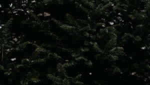 Preview wallpaper spruce, needles, branches, tree, green