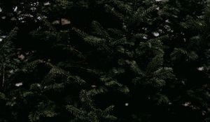 Preview wallpaper spruce, needles, branches, tree, green