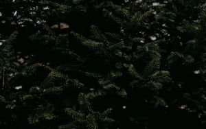 Preview wallpaper spruce, needles, branches, tree, green