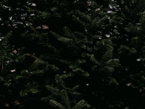 Preview wallpaper spruce, needles, branches, tree, green