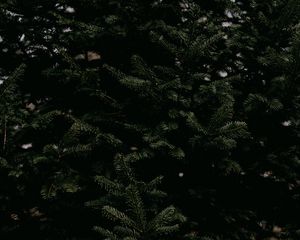 Preview wallpaper spruce, needles, branches, tree, green