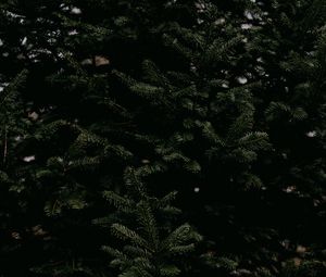 Preview wallpaper spruce, needles, branches, tree, green