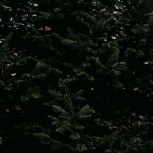 Preview wallpaper spruce, needles, branches, tree, green