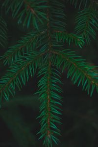 Preview wallpaper spruce, needles, branches, macro