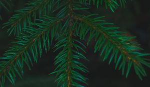 Preview wallpaper spruce, needles, branches, macro