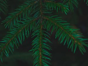 Preview wallpaper spruce, needles, branches, macro