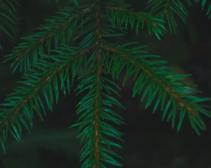 Preview wallpaper spruce, needles, branches, macro