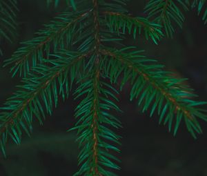 Preview wallpaper spruce, needles, branches, macro