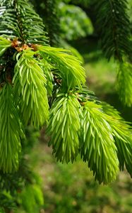 Preview wallpaper spruce, needles, branches, macro, green