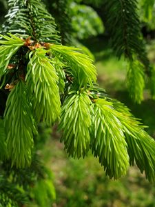 Preview wallpaper spruce, needles, branches, macro, green