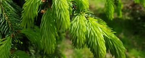 Preview wallpaper spruce, needles, branches, macro, green