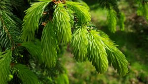 Preview wallpaper spruce, needles, branches, macro, green