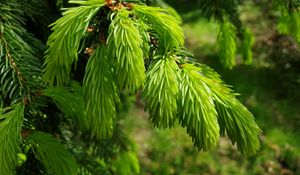 Preview wallpaper spruce, needles, branches, macro, green