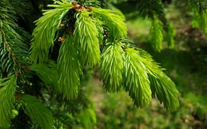 Preview wallpaper spruce, needles, branches, macro, green