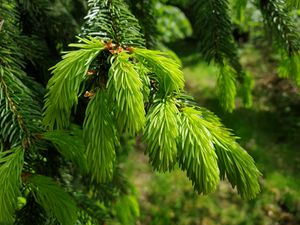 Preview wallpaper spruce, needles, branches, macro, green