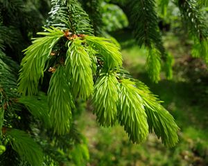 Preview wallpaper spruce, needles, branches, macro, green