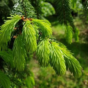 Preview wallpaper spruce, needles, branches, macro, green