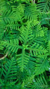 Preview wallpaper spruce, needles, branches, plant, green, macro