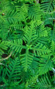 Preview wallpaper spruce, needles, branches, plant, green, macro