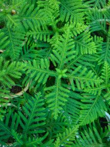 Preview wallpaper spruce, needles, branches, plant, green, macro