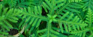 Preview wallpaper spruce, needles, branches, plant, green, macro