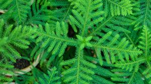 Preview wallpaper spruce, needles, branches, plant, green, macro