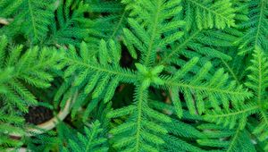 Preview wallpaper spruce, needles, branches, plant, green, macro