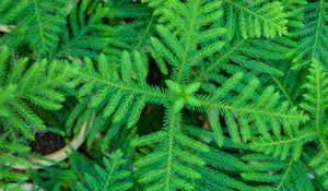 Preview wallpaper spruce, needles, branches, plant, green, macro
