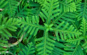 Preview wallpaper spruce, needles, branches, plant, green, macro