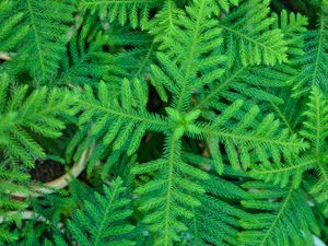 Preview wallpaper spruce, needles, branches, plant, green, macro