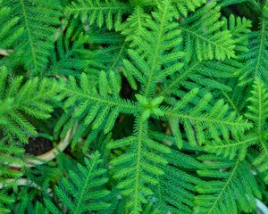 Preview wallpaper spruce, needles, branches, plant, green, macro