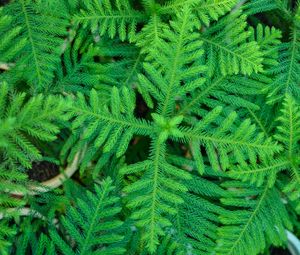 Preview wallpaper spruce, needles, branches, plant, green, macro