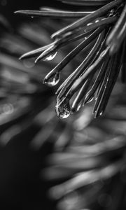 Preview wallpaper spruce, needles, drops, macro, black and white