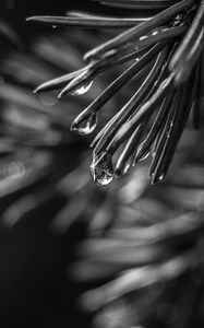 Preview wallpaper spruce, needles, drops, macro, black and white