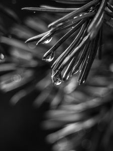 Preview wallpaper spruce, needles, drops, macro, black and white