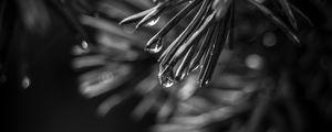 Preview wallpaper spruce, needles, drops, macro, black and white