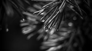 Preview wallpaper spruce, needles, drops, macro, black and white