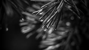 Preview wallpaper spruce, needles, drops, macro, black and white