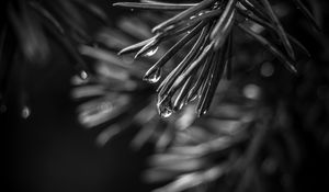 Preview wallpaper spruce, needles, drops, macro, black and white