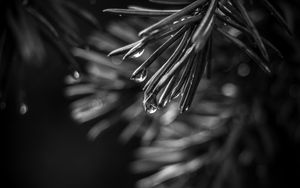 Preview wallpaper spruce, needles, drops, macro, black and white