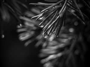 Preview wallpaper spruce, needles, drops, macro, black and white