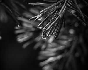 Preview wallpaper spruce, needles, drops, macro, black and white