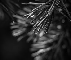 Preview wallpaper spruce, needles, drops, macro, black and white