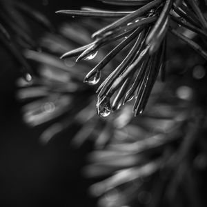 Preview wallpaper spruce, needles, drops, macro, black and white