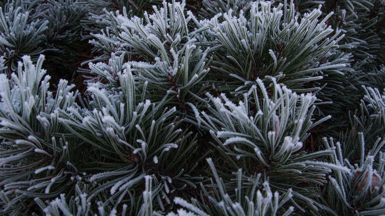 Wallpaper spruce, needles, frost, macro