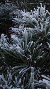 Preview wallpaper spruce, needles, frost, macro