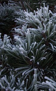 Preview wallpaper spruce, needles, frost, macro