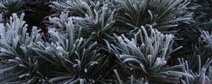 Preview wallpaper spruce, needles, frost, macro